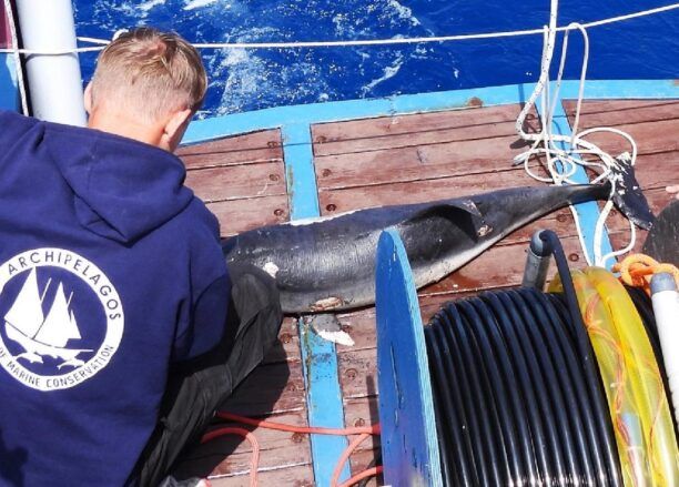 Και δεύτερο δολοφονημένο δελφίνι βρήκαν οι επιστήμονες σε θαλάσσια περιοχή κοντά στη Σάμο