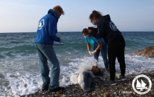 Βρήκαν στη Σάμο δελφίνι νεκρό με κομμένη ουρά εμφανώς δολοφονημένο