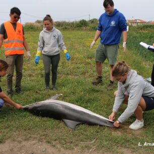 DelfiniSamosKommeniOura12 5 2023 5