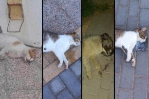 Διαβολίτσι Μεσσηνίας: Με φόλες δολοφόνησε σκυλιά και γάτες