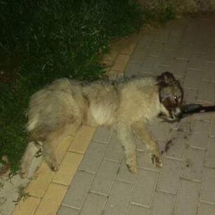 Διαβολίτσι Μεσσηνίας: Με φόλες δολοφόνησε σκυλιά και γάτες 2 DiavolitsiMessiniasDilitiriasmenaSkylia30 5 2023 1