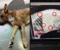 Ελευσίνα Αττικής: Πυροβόλησε 7 φορές σκύλο με αεροβόλο και τον σκότωσε