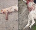 Εύβοια: Σκύλος πυροβολημένος στα Λουτρά Αιδηψού και ακόμα ένας απαγχονισμένος στην Ιστιαία