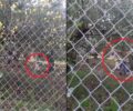 Φιλιατρά Μεσσηνίας: Έκκληση για τα χρήματα ώστε να παραστεί δικηγόρος στη δίκη του βασανιστή του σκύλου (βίντεο)