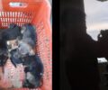 Φλάμπουρο Σερρών: Αγοράκι βασανίζει μέχρι θανάτου κουτάβια και γελάει μαζί με τον φίλο του (βίντεο)
