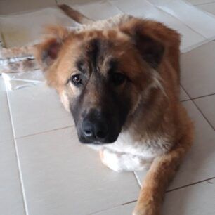 FlorinaKoutaviParalytoAerovolo17 3 2023 1