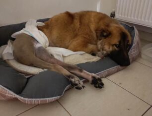 Φλώρινα: Έκκληση για έξοδα χειρουργείου/αμαξιδίου σκύλου που βρέθηκε πυροβολημένος με αεροβόλο (βίντεο)