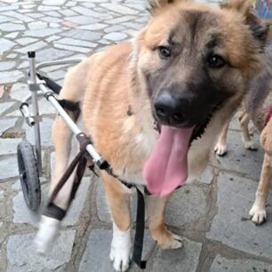 FlorinaKoutaviParalytoAerovolo7 5 2022 2