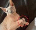 Βασανίζει τη γάτα του δένοντας της τα πόδια και ανεβάζει βίντεο στο Instagram
