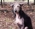 Ο Δήμος Λαμιέων ανέλαβε τον άρρωστο σκύλο που βρέθηκε στον Γοργοπόταμο