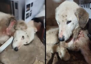 Γραμματικό Αττικής: Σκύλος με κομμένο λαιμό γεμάτος τσιμπούρια μπήκε σε αποθήκη ζητώντας βοήθεια (βίντεο)