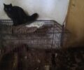 Ηράκλειο Αττικής: Γυναίκα ψυχικά διαταραγμένη κακοποιεί μέχρι θανάτου γάτες σε διαμέρισμα (βίντεο)