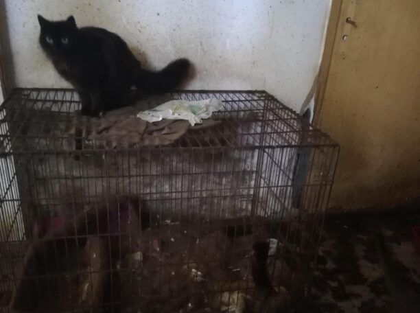 Ηράκλειο Αττικής: Γυναίκα ψυχικά διαταραγμένη κακοποιεί μέχρι θανάτου γάτες σε διαμέρισμα (βίντεο)