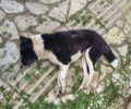 Καλπάκι Ιωαννίνων: Με φόλες δηλητηρίασε αδέσποτα σκυλιά (βίντεο)