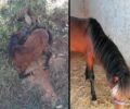 Ο «Ιππόθεσις» ανέλαβε το άλογο που κατασχέθηκε οριστικά καθώς το κακοποιούσαν στην Κέα