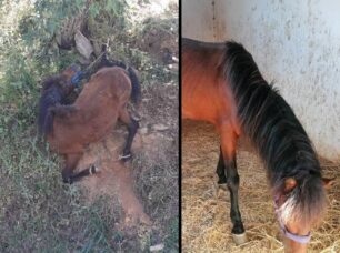 Ο «Ιππόθεσις» ανέλαβε το άλογο που κατασχέθηκε οριστικά καθώς το κακοποιούσαν στην Κέα
