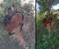 Ιππόθεσις:  Άλογο παστουρωμένο με δεμένα πόδια βρέθηκε να κρέμεται από δέντρο σε πλαγιά στην Κέα