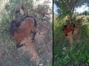 Κέα: Κακοποίησε άγρια το άλογο του που κρεμόταν σε πλαγιά αλλά δεν διώκεται για κακούργημα