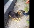 Έκκληση για παράλυτο κουτάβι που βρέθηκε κοντά στα Κοίλα Κοζάνης (βίντεο)