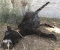 Διώκεται για κακούργημα ο άνδρας που βασάνιζε γαϊδούρια στο Κορωπί Αττικής (βίντεο)