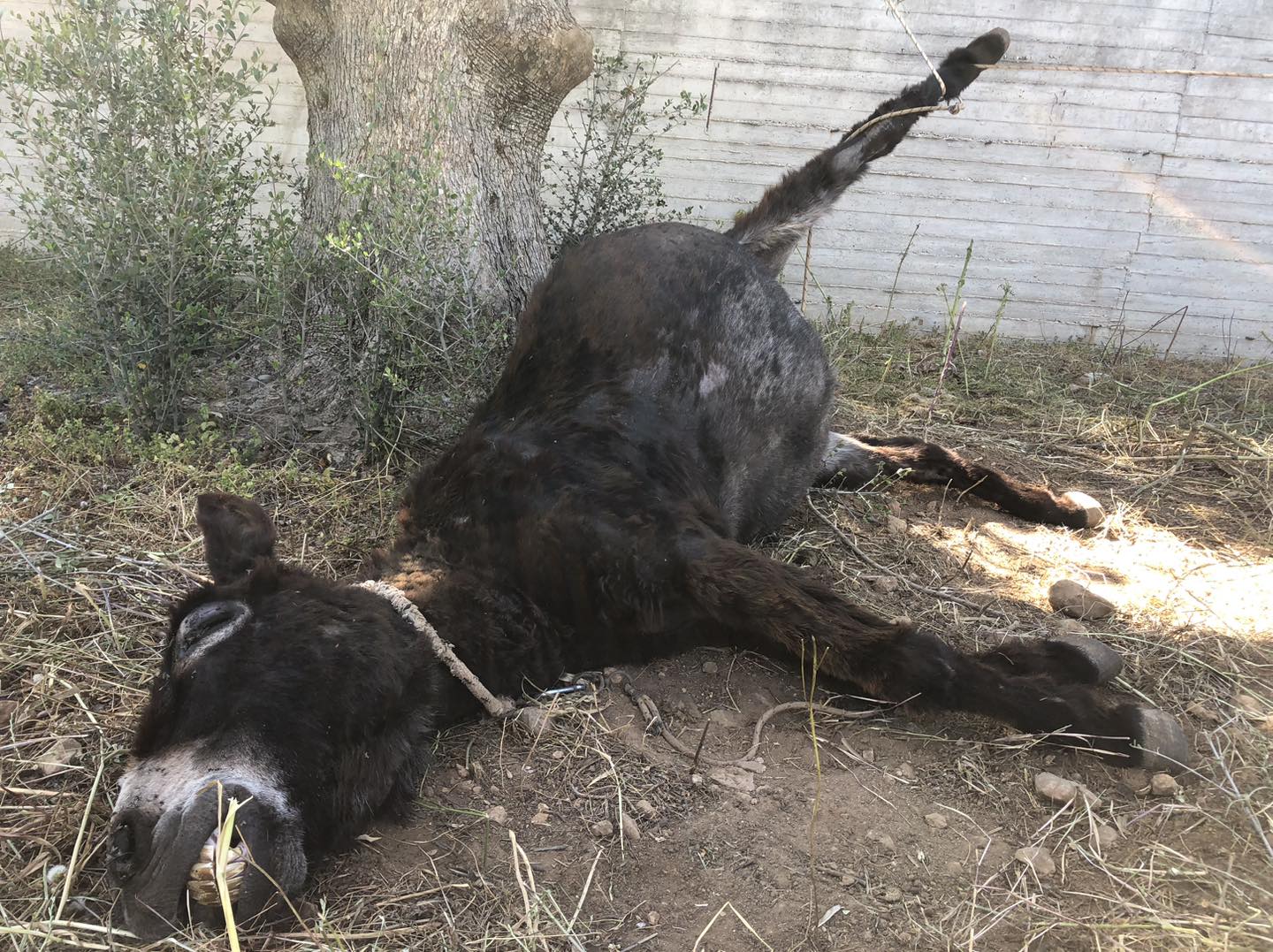 Διώκεται για κακούργημα ο άνδρας που βασάνιζε γαϊδούρια στο Κορωπί Αττικής (βίντεο)