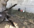 Ε.Σ.Π.Ι.: Συστηματικός βασανιστής γαϊδουριών άνδρας που συνελήφθη για τη νεκρή γαϊδουρίτσα στο Κορωπί Αττικής (βίντεο)