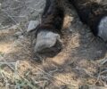 Αθήνα: 20-11-2024 η δίκη άνδρα που κακοποιούσε μέχρι θανάτου τα γαϊδούρια του στο Κορωπί Αττικής (βίντεο)