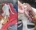 Κορωπί Αττικής: Αδιάφορη η Αστυνομία παρά τις επανειλημμένες καταγγελίες για κακοποιήσεις σκυλιών