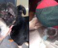 Θεσσαλονίκη: Aπέκτησε ξανά πρόσωπο και μάτια ο πεταμένος στα σκουπίδια των Λαγυνών σκύλος (βίντεο)