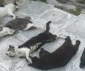 Λάρισα: Με φόλες δολοφόνησε γάτες και πουλιά