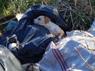Λέρος: Παλεύουν να σώσουν σκύλο που βρέθηκε σε σακούλα πεταμένος σε κάδο σκουπιδιών