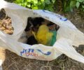 Λέσβος: Έκλεισε νεογέννητα κουτάβια σε σακούλα και τα πέταξε σε χωράφι