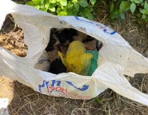 Λέσβος: Έκλεισε νεογέννητα κουτάβια σε σακούλα και τα πέταξε σε χωράφι