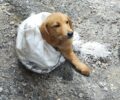 Ρέθυμνο Κρήτης: Βρήκε σκύλο ζωντανό κλεισμένο σε τσουβάλι πεταμένο στα χωράφια στις Μαργαρίτες