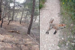 Μέγαρα Αττικής: Με φόλες πιθανότατα υδροκυανίου δολοφόνησε σκύλο και αλεπούδες στον Πευκενέα