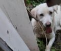 Μεσολόγγι Αιτωλοακαρνανίας: Έσωσαν σκύλο τραυματισμένο στο πόδι που κάποιος βασάνισε με θηλιά από σύρμα (βίντεο)