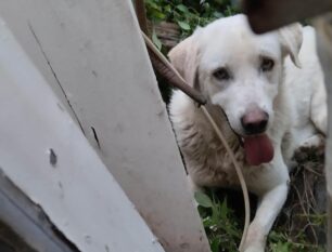Μεσολόγγι Αιτωλοακαρνανίας: Έσωσαν σκύλο τραυματισμένο στο πόδι που κάποιος βασάνισε με θηλιά από σύρμα (βίντεο)