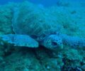 Νάξος: Δολοφονημένη θαλάσσια χελώνα, βρέθηκε μαχαιρωμένη στον λαιμό