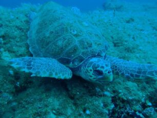 Νάξος: Δολοφονημένη θαλάσσια χελώνα, βρέθηκε μαχαιρωμένη στον λαιμό