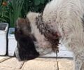 Νέα Μάδυτος Θεσσαλονίκης: Έκκληση για σκύλο με κομμένο λαιμό από σιδερένιο αγκαθωτό κολάρο
