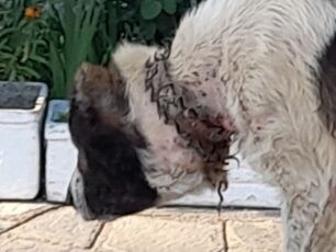 Νέα Μάδυτος Θεσσαλονίκης: Έκκληση για σκύλο με κομμένο λαιμό από σιδερένιο αγκαθωτό κολάρο