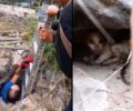 Νίσυρος: Έσωσαν γατάκια που έπεσαν σε πηγάδι (βίντεο)