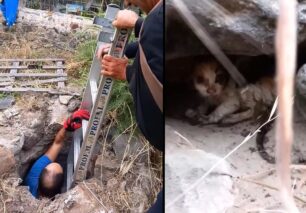 Νίσυρος: Έσωσαν γατάκια που έπεσαν σε πηγάδι (βίντεο)