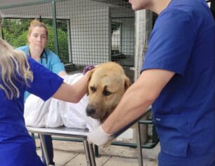 Περαία Θεσσαλονίκης: Πάτησε σκύλο σκόπιμα και τον άφησε παράλυτο (βίντεο)
