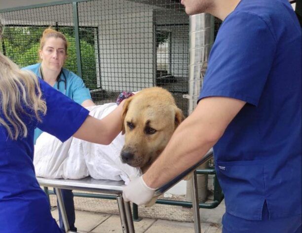 Περαία Θεσσαλονίκης: Πάτησε σκύλο σκόπιμα και τον άφησε παράλυτο (βίντεο)