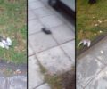 Αθηνά: Δεκάδες περιστέρια και άλλα πουλιά δηλητηριασμένα από φόλες κοντά στον σταθμό του Η.Σ.Α.Π. Άνω Πατήσια