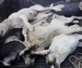 Πολύδωρο Ιωαννίνων: Με φόλες δολοφόνησε σκυλιά