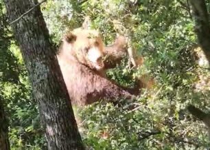 Πυργετός Λάρισας: Έσωσαν αρκούδα που υπέφερε σε συρμάτινη θηλιά παράνομης παγίδας κυνηγού