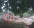 Ρέθυμνο: Γιατί διώκεται για πλημμέλημα άνδρας που μαστίγωνε άλογο με λάστιχο ποτίσματος σε Ιππικό Όμιλο; (Βίντεο)