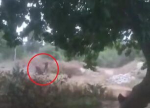 Ρέθυμνο: Γιατί διώκεται για πλημμέλημα άνδρας που μαστίγωνε άλογο με λάστιχο ποτίσματος σε Ιππικό Όμιλο; (Βίντεο)